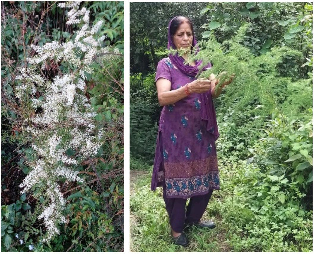 Rethinking Highway Landscaping: A Call for Native Flora. Dr. Tara Devi Sen.