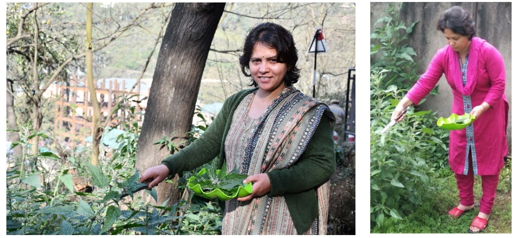 Nettle Soup: A Nutritious Elixir for the Winter Season, Dr. Tara Devi Sen. 