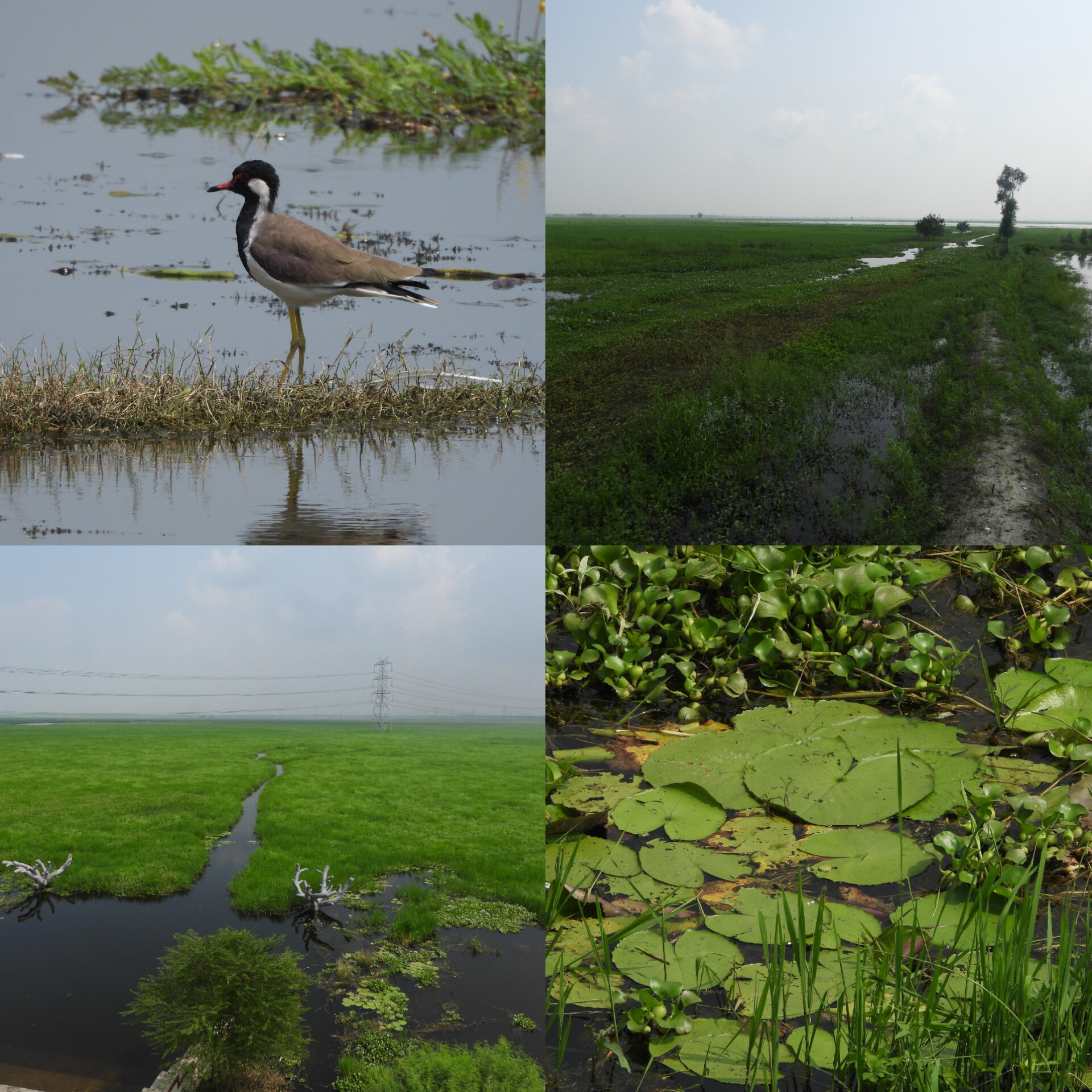 India Reaches Landmark Milestone with 100th Ramsar Site: PM Modi Hails Inclusion of Surha Tal Wetland in Uttar Pradesh. 