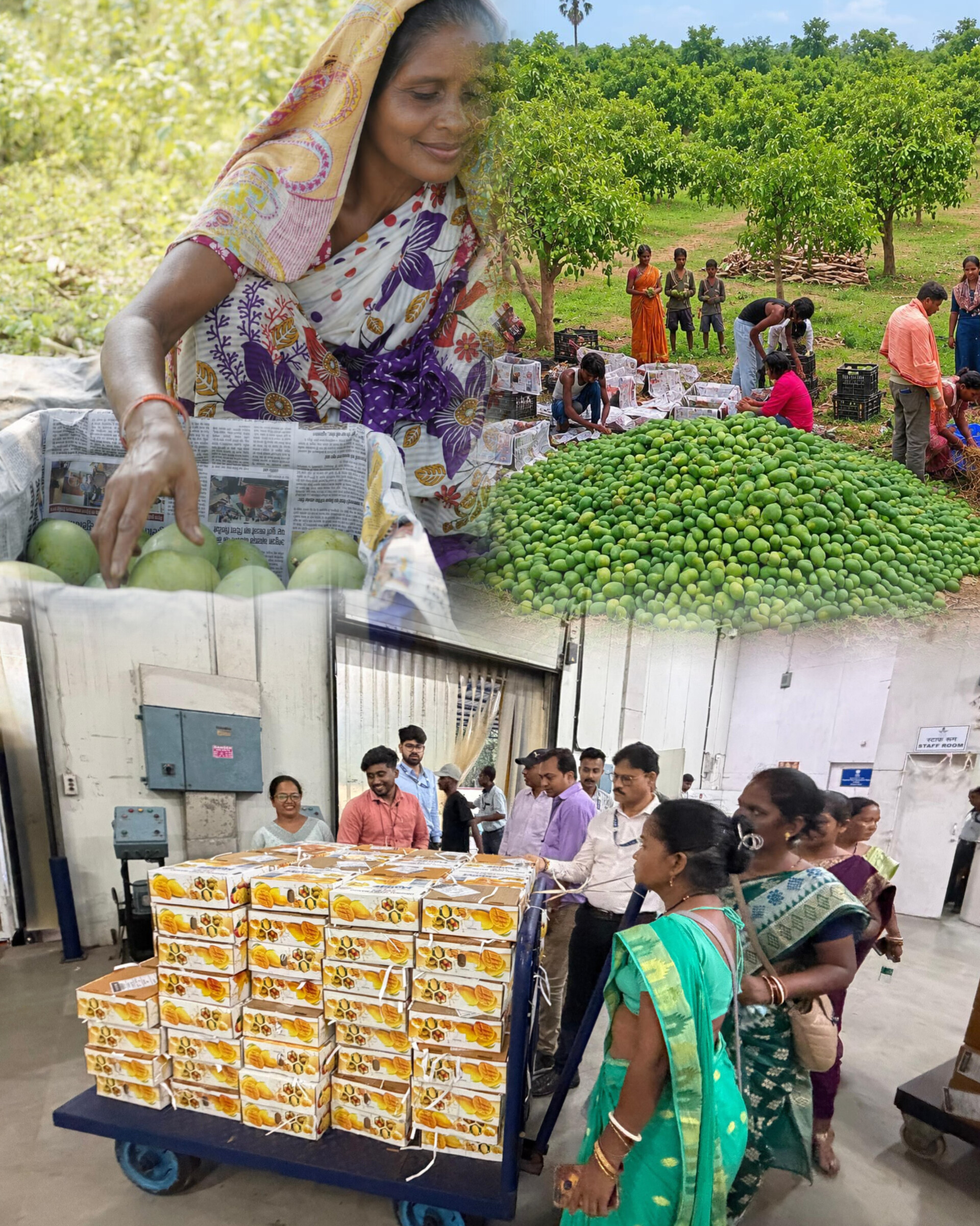 APEDA Facilitates First-Ever Export of Fresh Jharkhand Mangoes to the United Kingdom.